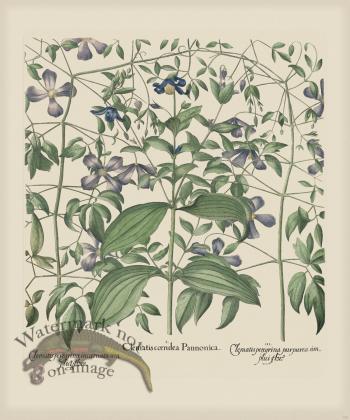 Besler 300 Colored  B2